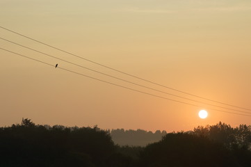 A bird watching the sun on an electrical line