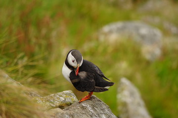 Norwegen im Sommer Rundreise / Vogelinsel Runde