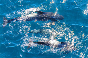 Long-Finned Pilot Whales in the Southern Atlantic Ocean © Goldilock Project