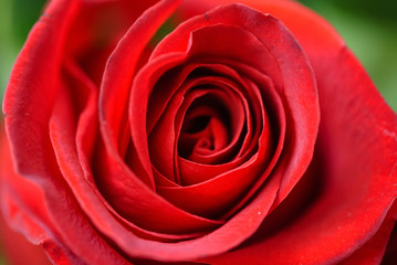 rose flower closeup