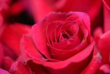 rose flower closeup