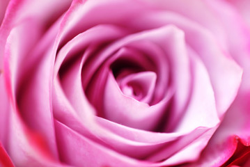 rose flower closeup