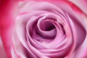 Fototapeta na wymiar rose flower closeup