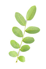 Fototapeta na wymiar Green leaf isolated on white back ground. Malunggay
