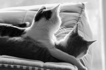 Kuschelnde Katzen schwarz weiß