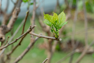 Agricultural profession raw soft fruit of mulberry on the tree.