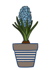 blue hyacinth in pot isolated on white