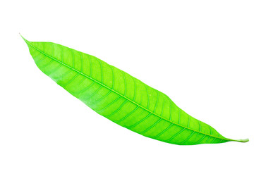 Green mango leaf isolated on white.