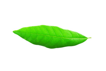 Fototapeta na wymiar Dimocarpus longan leaf isolated on white.