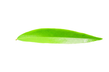 Fototapeta na wymiar Green leaf isolated on white back ground.