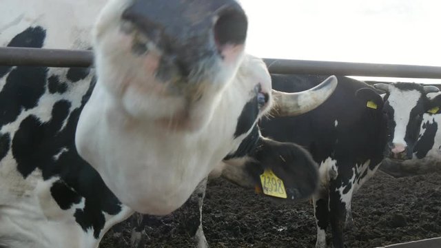 Funny cow muzzle is smelling the camera and turning it to lick it on a farm 