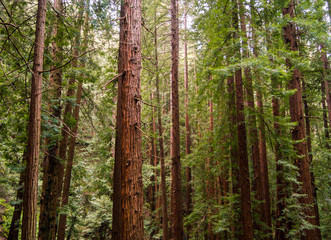 Redwoods standing tall at Muir Woods National Monument in the San Francisco Bay Area