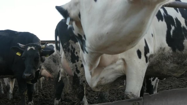 Big cow muzzle is smelling the camera and trying to lick it on a farm in summer   