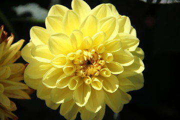 Yellow flower head of a Dahlia plant in a garden in Nieuwerkerk aan den IJssel