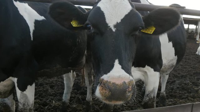 Funny cow is trying to smell the camera while eating hay from a feeder   