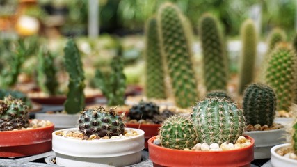 cactus in pots