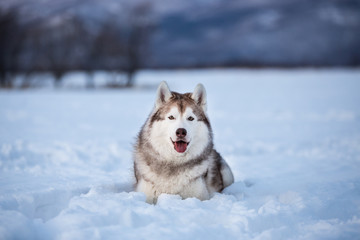 Beautiful and free siberian husky dog lying in the snow field in winter at sunset