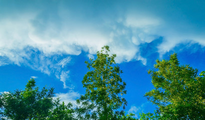 trees and blue sky, Forest landscapes with blue sky with white clouds in the background.
