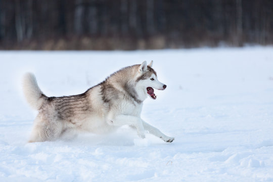 Crazy, happy and free beige and white dog breed siberian husky running fast on the snow path in the field