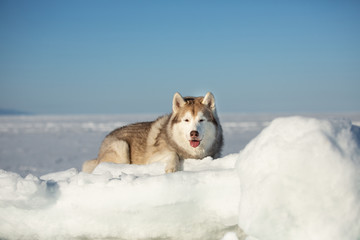 Beautiful and free Siberian husky dog lying on ice floe and snow on the frozen sea background.
