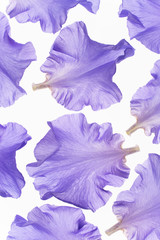 iris petals on white