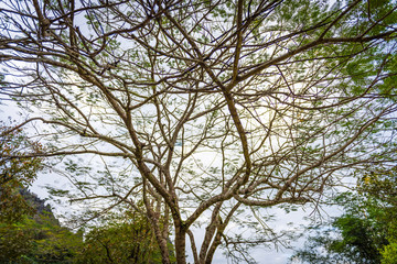 Branch of no leaf tree in the forest