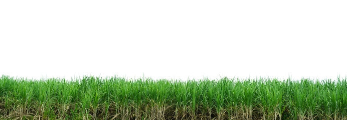 Green sugarcane plantation with white background. PANORAMA - obrazy, fototapety, plakaty
