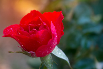 Bright red roses with water drops and morning sun