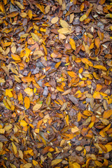 Autumn leaves background. Background of colorful red, orange and brown autumn leaves. Autumn background texture concept image