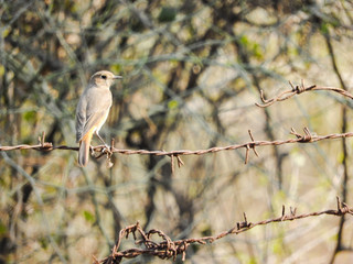 Female Indian Robin sitting on barbed wire