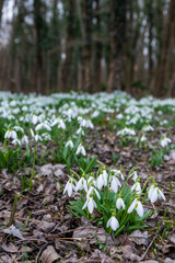 beautiful snowdrop background