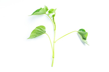 Sweet potato leaf sprouts on white background