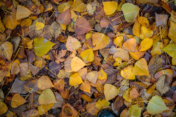 Autumn leaves background. Background of colorful red, orange and brown autumn leaves. Autumn background texture concept image