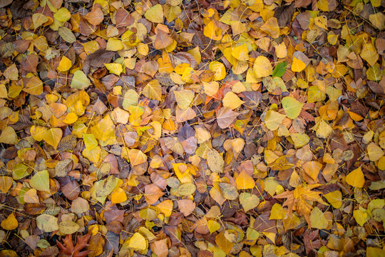 Autumn leaves background. Background of colorful red, orange and brown autumn leaves. Autumn background texture concept image