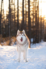 Beautiful, happy and free Siberian Husky dog standing on the snow in the mysterious winter forest at sunset.