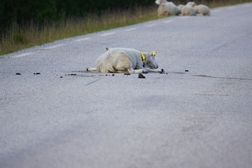 Norwegen im Sommer / Schafe / Kühe