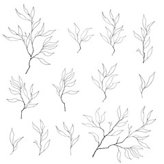 A set of contour branches on a white background. Drawn with ink for design, decoration, greeting cards, tiles, invitations, advertisements.