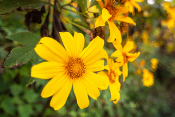 Closeup of Mexican sunflower blooming in mountain yellow, Beautiful Lotus fields Doi Mae U-kho, Khun Yuam Mae Hong Son thailand.
