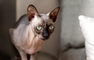 Sphynx cat looks, face of a bald cat, pet, cat eyes