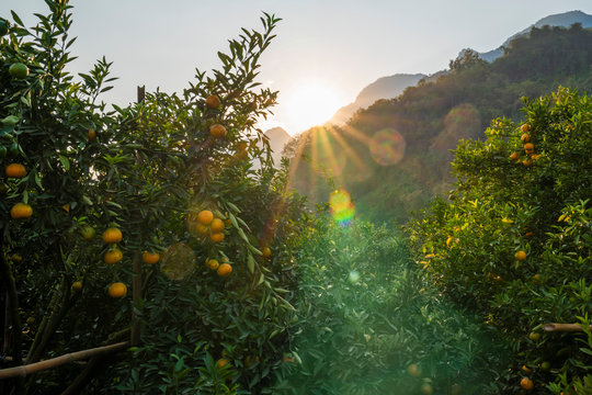 Ripe orange trees in orange farm plantation during sunset. Orange citrus fruits on trees in the garden in Thailand. 