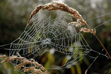 Spinnennetz im Tau