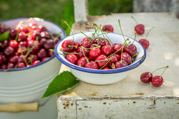 Freshly harvested sweet cherries in a summer garden