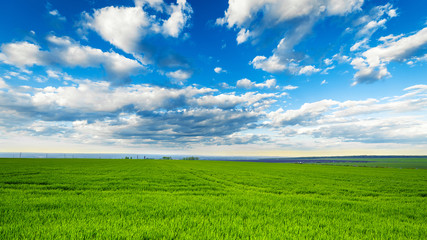 Obraz premium rural landscape, green field grass with a blue sky and clouds