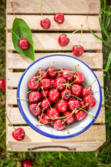 Juicy sweet cherries on the white metal bowl