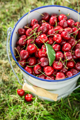 Juicy sweet cherries in a summer garden