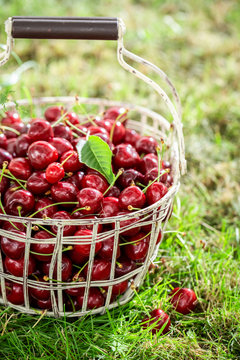 Healthy sweet cherries in a sunny day