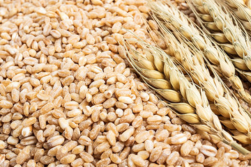 Wheat kernel and wheat ears