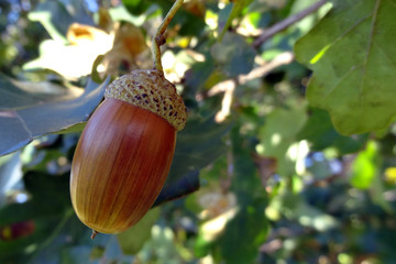 Oak branch with green leaves and an acorn on a sunny day in spring or summer.
