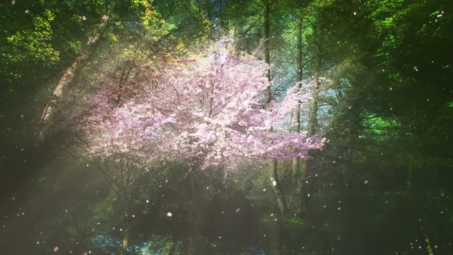 Springtime Sakura Tree And Forest