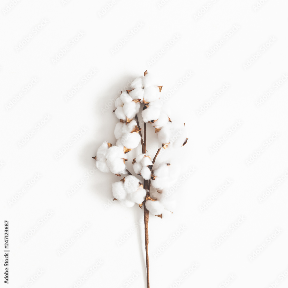 Wall mural Flowers composition. Cotton flowers on white background. Flat lay, top view, square